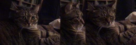 gatto