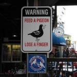 dont-feed-pigeons-1 dont-feed-pigeons-1
