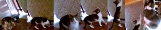 Gatto matto
