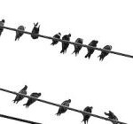 pigeons-on-a-wire-big2-2 pigeons-on-a-wire-big2-2