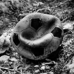 sfera