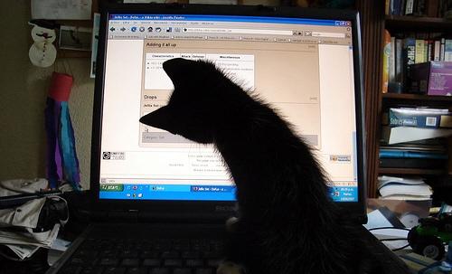 Gattino grande al PC Plurkmicio