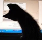 gattino-piccolo-al-pc