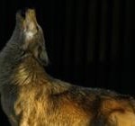 wolf-196 wolf-196