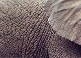 Che cactus c'entra con Sky e la D'Amico? Pelle di elefante