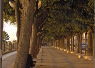 Un viale del cazzo qualsiasi Un viale