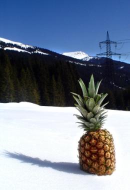 Ananas Ananas