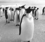 pinguini