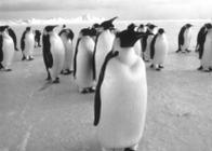 pinguini's community