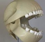 pac-man-skeleton-196 pac-man-skeleton-196