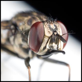Mosca