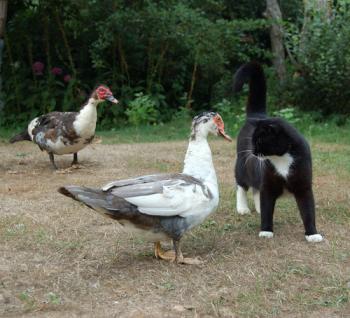 mr moor - I beg your pardon? Gatto Papere