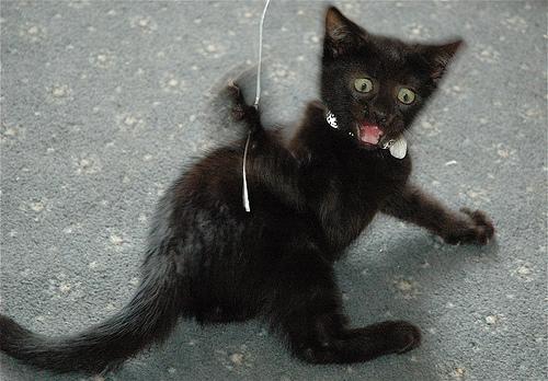 Micio in black Gatto nero