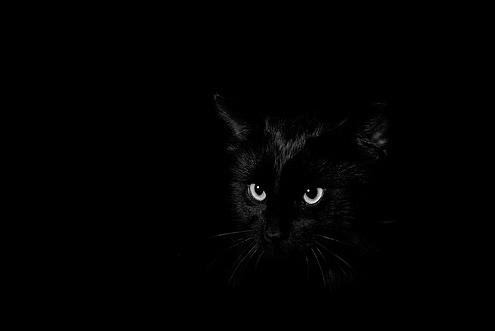 Gatto nero