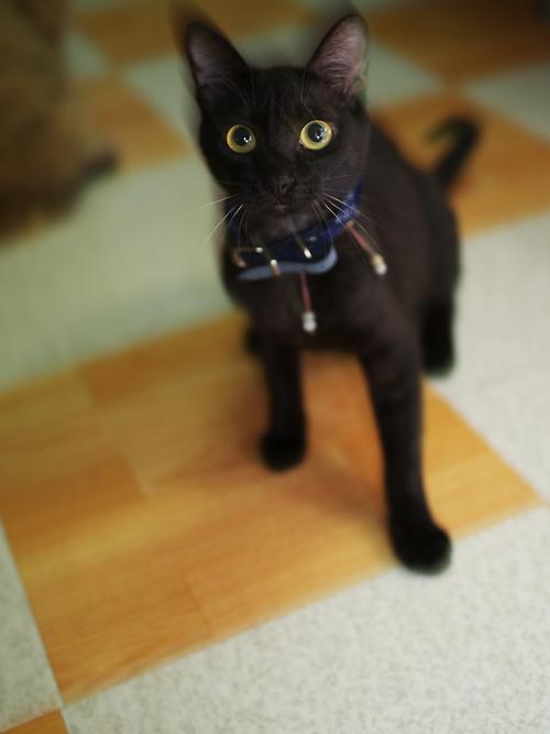 Gatto nero