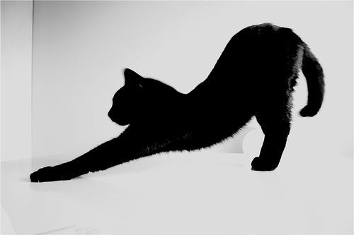 Gatto nero