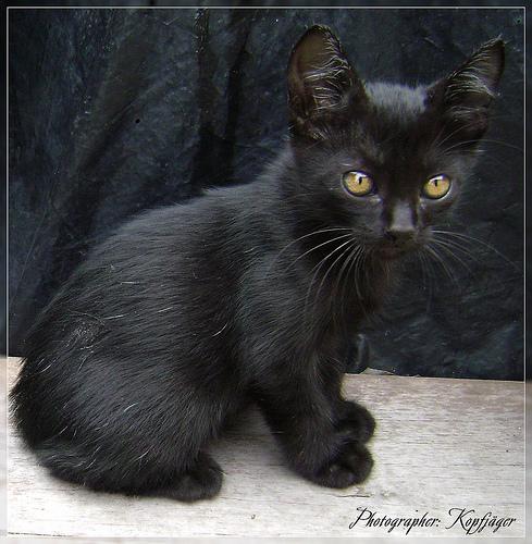 Gatto nero