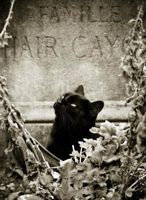 Gatto nero