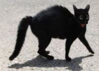 Gatto nero