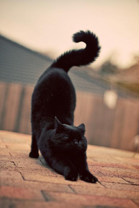 Gatto nero