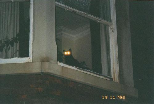 Gatto nero