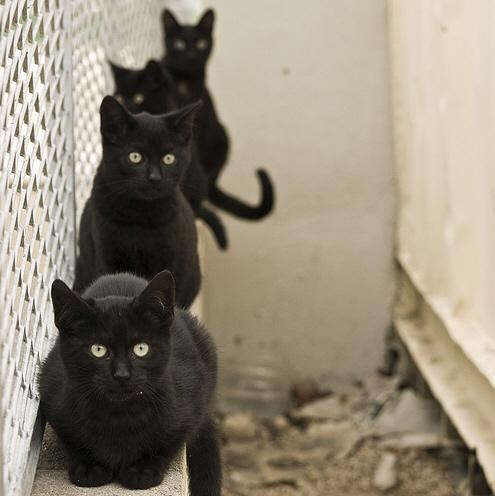 Gatto nero
