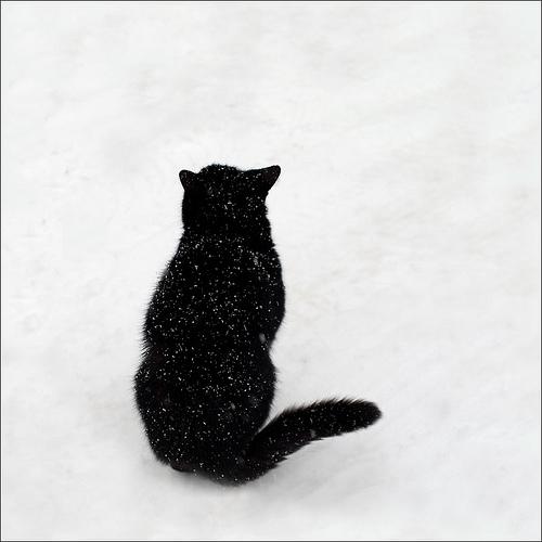 Gatto nero