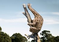 Giraffa Giraffa