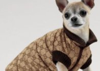 Cappottinocane. Cappottino cane