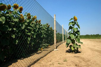Girasole