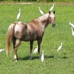 cavallo grande cavallo grande