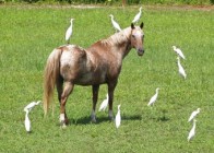 Cavallo medio. Cavallo