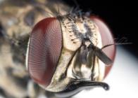 Hei, uomo bianco, io sono una piccola mosca e... Mosca
